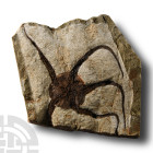 Natural History - Fossil Brittle Star
