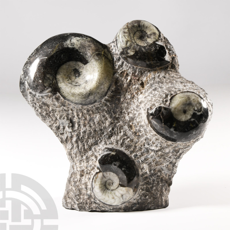 Natural History - Polished Fossil Goniatite Stand
Devonian Period, circa 417-35...