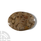 Natural History - Polished Fossil Hexagonaria Coral