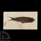 Natural History - Knightia Fossil Fish