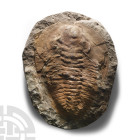 Natural History - Fossil Cambropallas Trilobite