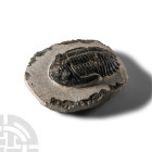Natural History - Fossil Barrandei Trilobite