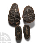 Natural History - Fossil Seed Fern Pair Group