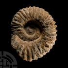 Natural History - Fossil Agadir Ammonite