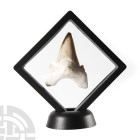 Natural History - Otodus Shark Fossil Tooth in Frame