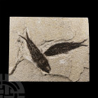 Natural History - Knightia Fossil Fish Plate