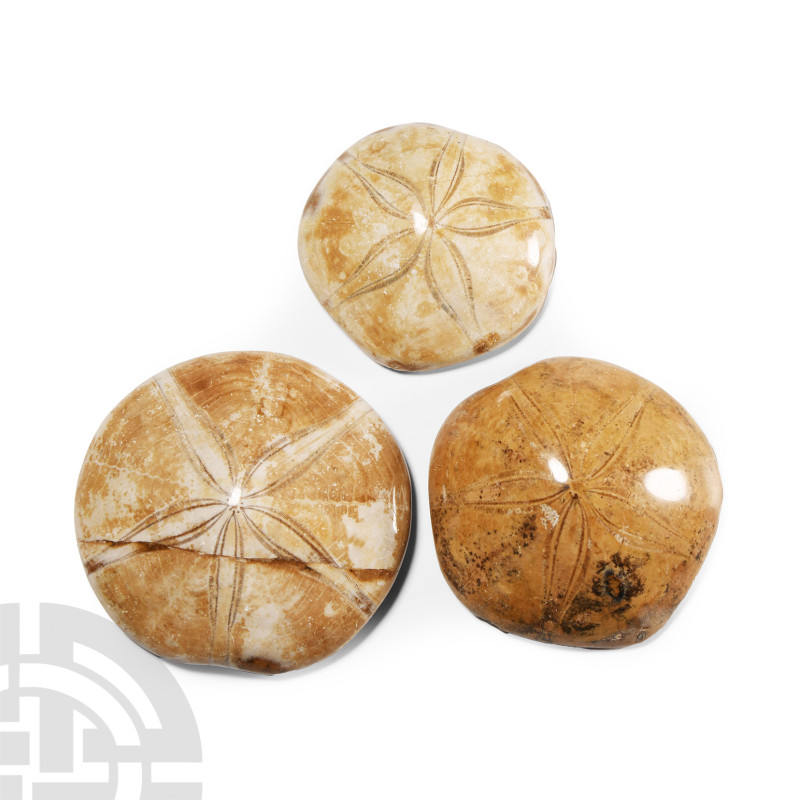 Natural History - Polished Fossil Sand Dollar Group
Miocene Period, circa 25 mi...