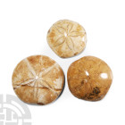 Natural History - Polished Fossil Sand Dollar Group