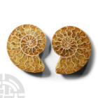 Natural History - Historic Cut and Polished Fossil Ammonite Pair