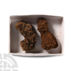 Natural History - Fossil Turtle Coprolite Group