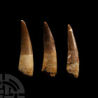 Natural History - Fossil Spinosaurus Dinosaur Tooth Group
