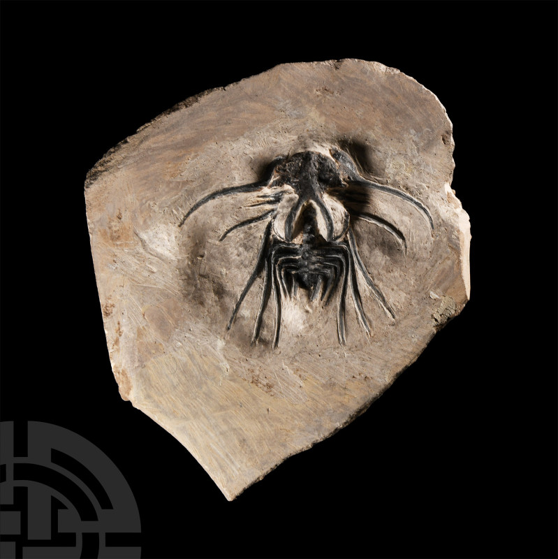 Natural History - Fossil Dicranurus Monstrosus Trilobite
Devonian Period, circa...