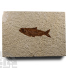 Natural History - Knightia Fossil Fish