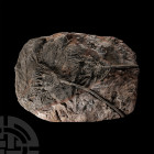 Natural History - Large Crinoid Fossil Display Plate