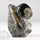 Natural History - Polished Fossil Goniatite and Orthoceras Stand