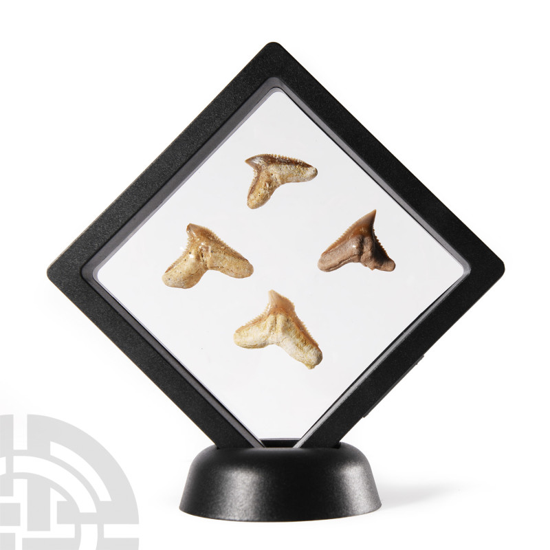 Natural History - Fossil Tiger Shark Tooth Display
Eocene Period, circa 70-50 m...