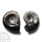 Natural History - Fossil Sporadoceras Goniatite Group