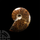 Natural History - Polished Fossil Ammonite