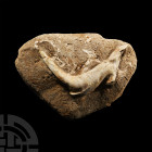 Natural History - Fossil Enchodus Tooth