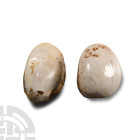 Natural History - Polished Fossil Bivalve Group