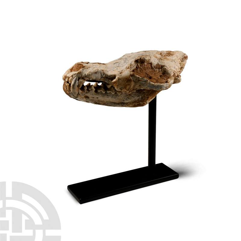 Natural History - Canis Teilhardi Ice Age Wolf's Skull
Late Pliocene-Early Plei...