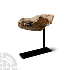 Natural History - Canis Teilhardi Ice Age Wolf's Skull