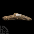 Natural History - British Bison Horn Core