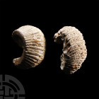 Natural History - Fossil Rastellum Bivalve Group