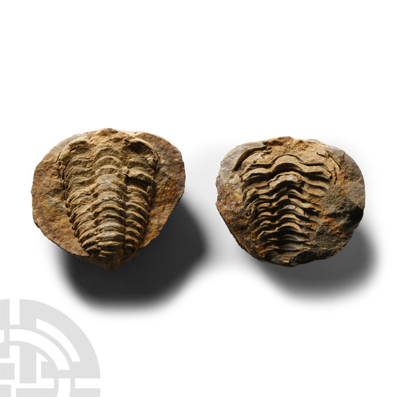 Natural History - Flexicalymene Fossil Trilobite Nodule
Devonian Period, circa ...