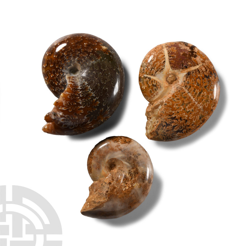 Natural History - Phylloceras Fossil Ammonite Group
Middle Cretaceous Period, c...