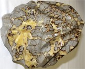 Varia Mineralien und Fossilien
Große Septarie-Skulptur. Aus riesigem Septarie-Ei geschnitten und poliert. Ca. 30 X 24 X 19 cm, ca. 21 Kilo