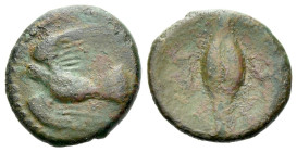 Lucania, Metapontum Bronze circa 350-275