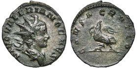 VALERIEN II divinisé, antoninien, Lyon. D/ DIVO VALERIANO CAES B. r., dr. à d. R/ CONSACRATIO Aigle à g. RIC 8. 2,76 g. Patine foncée.

Très Beau (V...