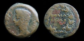 HISPANIA ULTERIOR Julia Traducta: Augustus (27 BC - 14 AD), AE As, 9.58g, 24.5mm.
Obv: PERM CAES AVG, bare head left.
Rev: IVLIA TRAD; legend within o...