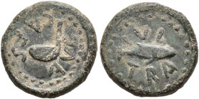 HISPANIA ANTIGUA. Iulia Traducta. Cuadrante. Augusto. A/ Símpulo a izq.; CAES AVG. R/ Atún a izq.; IVL/TRA. AE 3,31g. 15,6 mm. I-1624; APRH-106; ACIP-...