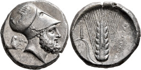 LUCANIA. Metapontion. Circa 340-330 BC. Distater (Silver, 26 mm, 15.55 g, 8 h). Bearded head of Leukippos to right, wearing Corinthian helmet decorate...