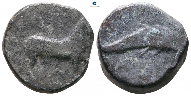 Apulia. Salapia 275-250 BC. 
Bronze Æ

17mm., 7,01g.



nearly very fine