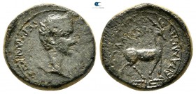 Phrygia. Apameia . Germanicus AD 37-41. Gaios Ioulios Kallikles, magistrate. Bronze Æ