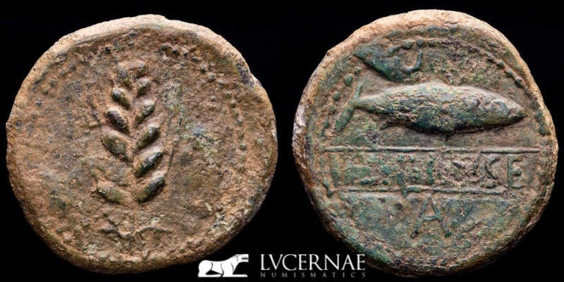 Ancient Hispania- Ilipense (Alcalá del Río, Sevilla). Bronze As (18,20 g, 34 mm....