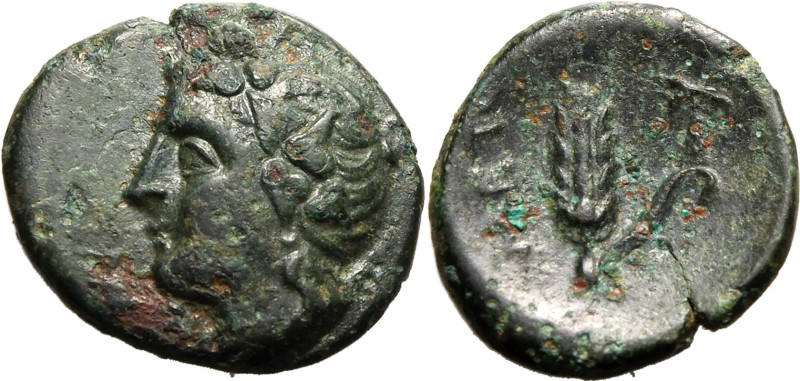 MAGNA GRAECIA. LUCANIA, METAPONTION. 
Bronze ae17, circa 300-250 BC. 
Obv: ivy...