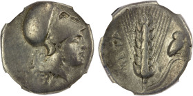 LUCANIA: Metapontum, AR nomos (didrachm) (7.50g), ca. 330-290 BC, helmeted head of Athena right, ΣA behind // barley ear with leaf to right, owl and g...