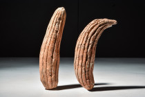 EASTERN GREEK TERRACOTTA MARROWS

 Ca. 450 BC
 A pair of terracotta model food offerings in the shape of marrows. This pair were likely votive dedi...