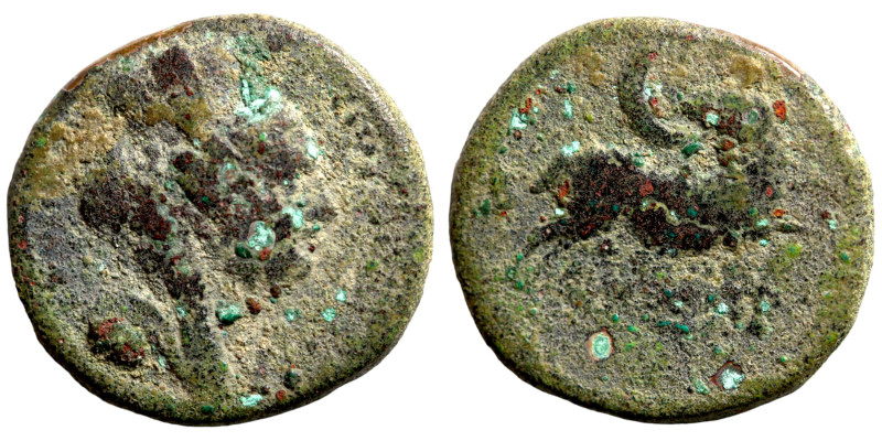 Seleucis and Pieria. Antioch. Pseudo-autonomous issue, time of Nero, 54-68

17...