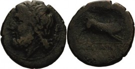 Apulien Arpi
Bronze um 300 v. Chr. Zeuskopf mit Lorbeerkranz nach links / Eber nach rechts, darüber Speer, darunter griechische Legende. Mit altem Tü...