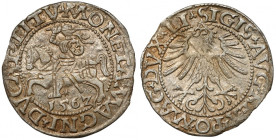 Zygmunt II August, Półgrosz Wilno 1562