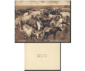 George B. Cornish. Original Vintage "TEXAS LONG HORNS" Photograph.