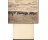 George B. Cornish. Original Vintage "OLD MONARCHS OF THE PLAINS" Photograph.