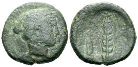 Lucania, Metapontum Bronze circa 425-350