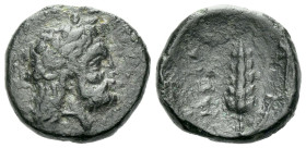 Lucania, Metapontum Bronze circa 300-250