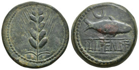 HISPANIA ANTIGUA. ILIPA. Unidad. A/ Espiga. R/ Sábalo a der., encima creciente, en medio entre líneas ILIPENSE. AE 21,36 g. 31,2 mm. I-1531; ACIP-2333...